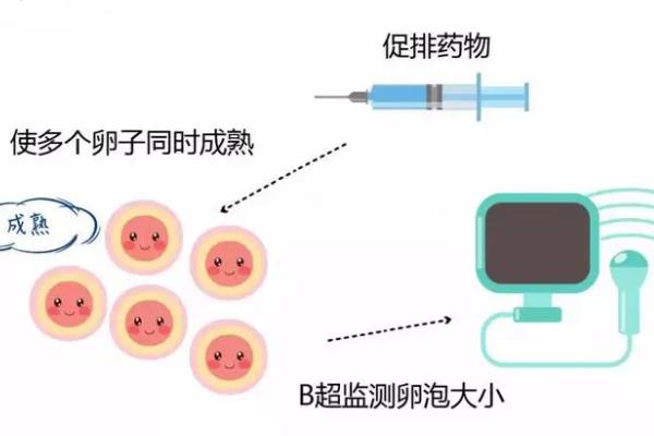 試管嬰兒卵泡監測需要多久！