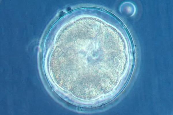 試管嬰兒移植鮮胚好還是凍胚好？你知道嗎？