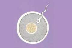 精子跟卵子相遇要多久？精卵結合會有什么明顯的反應？