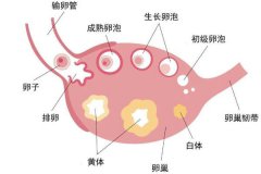 黃體功能不全有哪些表現？黃體功能不足怎么備孕？
