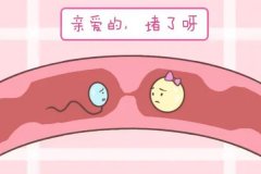 輸卵管堵塞會排卵嗎？不排卵有哪些癥狀？