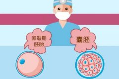 養囊不成功的原因是什么？養囊成功率高嗎？
