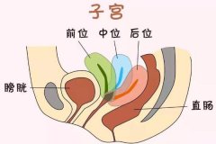 子宮后位很難懷孕嗎?子宮前位和后位有什么區別？